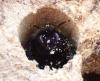 Xylocopa violacea
